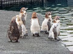101PARC AUX OISEAUX DANS L AIN 2016 2_000052